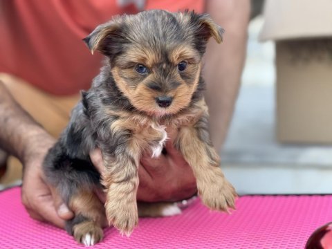 Show kalite tea cup morkie yavrular ziyarete açık