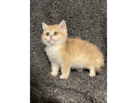 Anne baba şecereli golden ny12 british shorthair erkek
