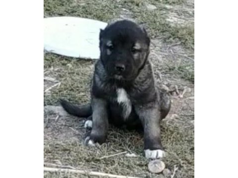 Karabaş kangal