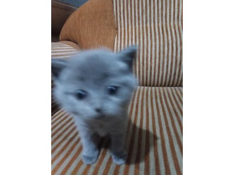 Hayran kalacağınız british shorthair yavrular