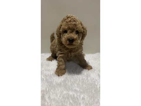 Red renk tarçın renk dişi erkek poodle yavrular