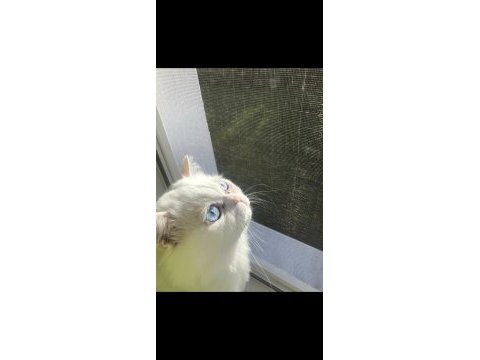 Chinchilla kedim
