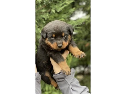 40 günlük koca kafa rottweiler yavrular