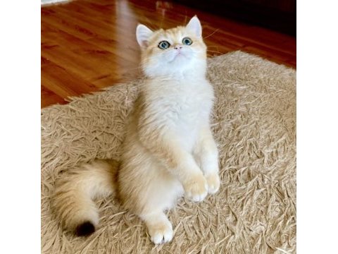 Safkan british shorthair golden erkek yavru