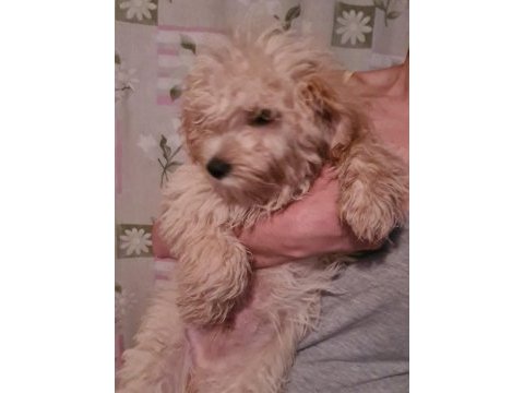 6 ocak doğumlu son erkek maltipoo