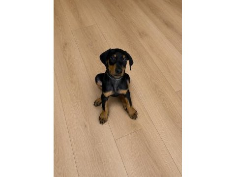 Doberman yavru sağlık ve ırk garantili