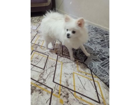 Sahiplendirilecek cins pomeranian köpeğimiz