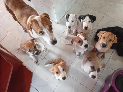 İngiliz pointer köpeğimiz