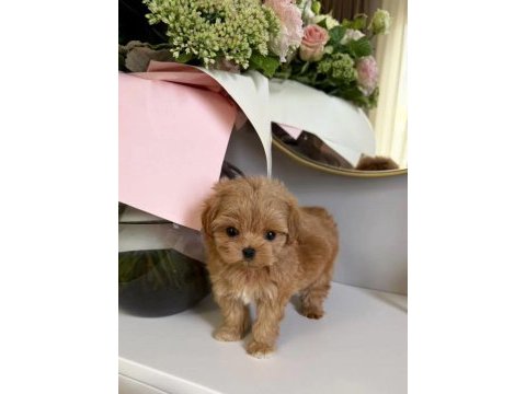 Mini güzel maltipoo bebekler 