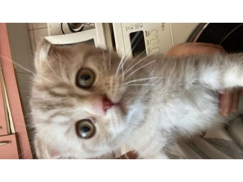 2 aylık yavru scottish fold kedim