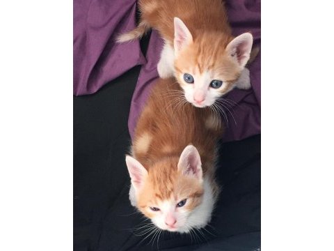Kedi yavrusu