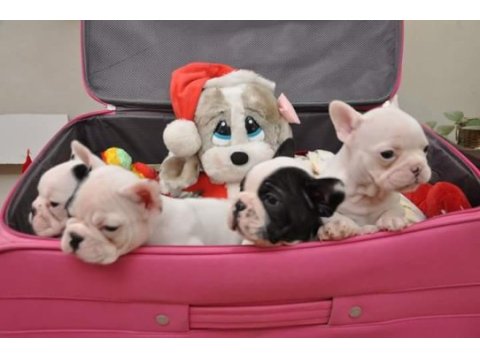 French bulldog yavruları
