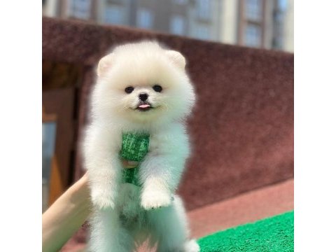 Oyuncak yüzlü pomeranian boo yavrular