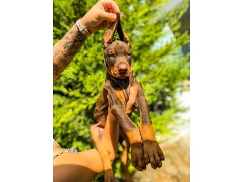 A kalite 45 günlük 5 kg doberman yavrular gönderim var