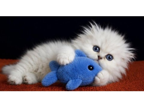 Highland fold silver erkek scottish fold