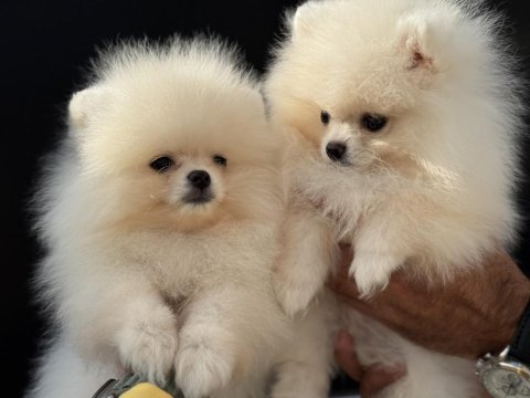 Show kalite tea cup pomeranian yavrularımız
