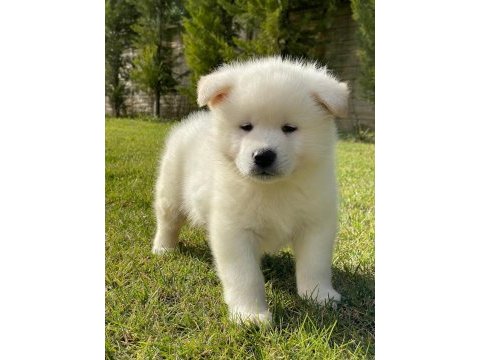 Japon akita ınu yavrulari istanbul 