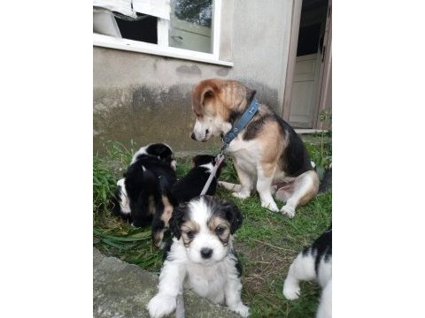 Jack russell kopeklerim