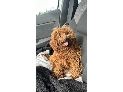 1 yaşında dişi toy poodle