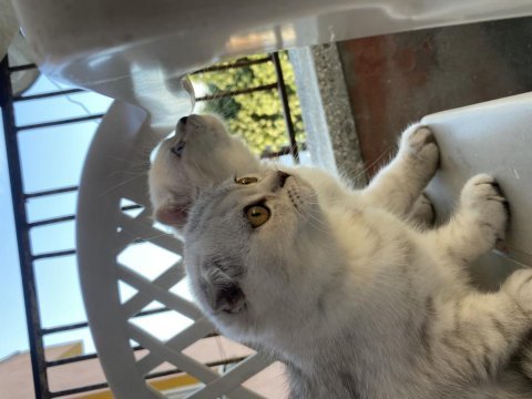 Scottish fold iki kardeş