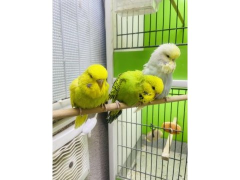 Show jumbo muhabbet kuşlar