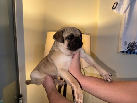 Uyguna safkan a+ kalite pug mops şu an kızanda