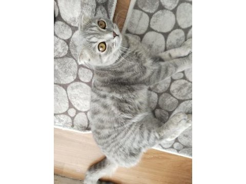 Scottish fold