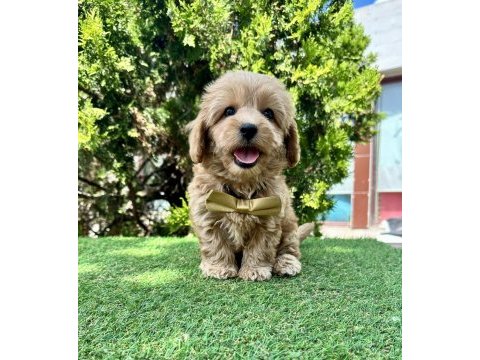 Maltipoo f2b safkan yavrularımız mini boy en küçük boy
