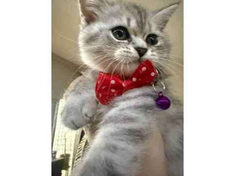British whiskas 4 aylık