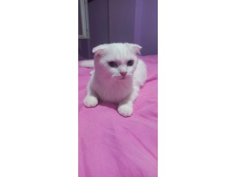 6 aylık beyaz dişi scottish fold