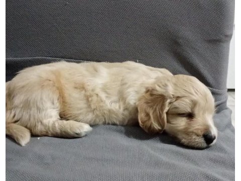 Dişi ve erkek mevcuttur maltipoo