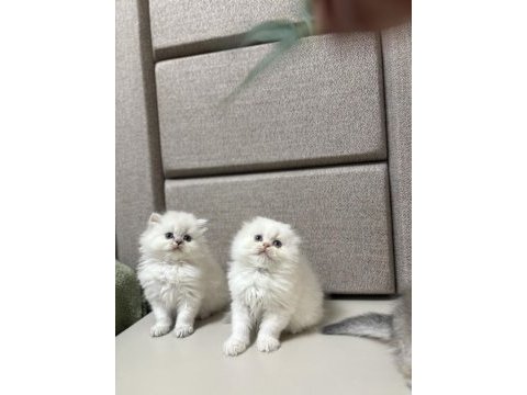 Brıtısh & scottısh yavrularım
