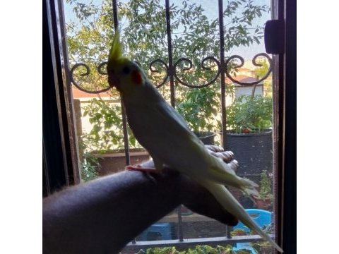 Ele alışık oyun hamuru gibi sultan papağanı