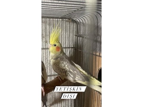 1.5 yaşında sultan çift sürekli yavruları oluyor