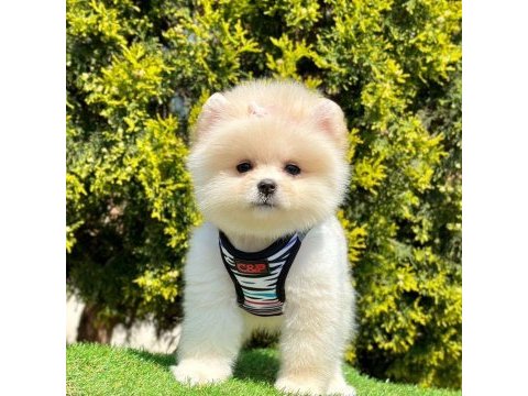 Sevimli pomeranian boo yavrularımız