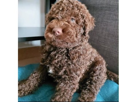 Siyah ve çikolata toy poodle erkek yavrular uygun