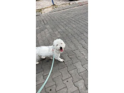 Ücretsiz sahiplendirilecektir terrier