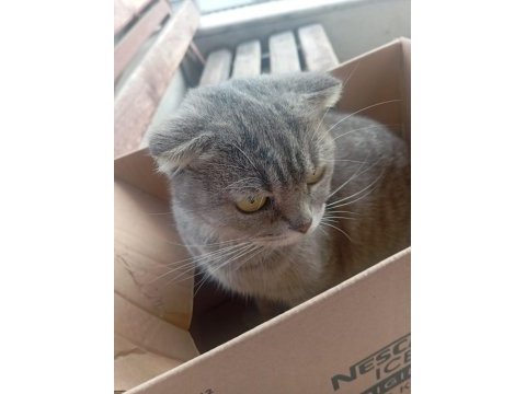 Kedimiz nova için acil aileye ihtiyacı var