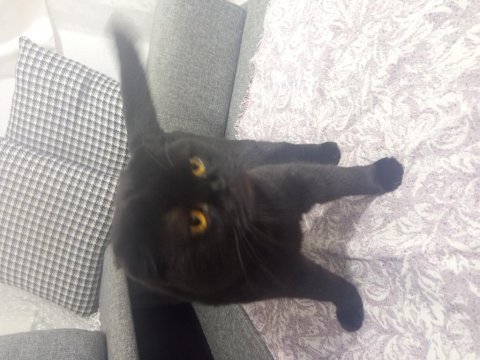 Full evcil tuvalet eğitimli scottish fold siyah kedimiz