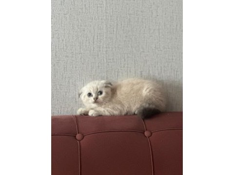 A+++ kalite british shorthair bebeğimiz