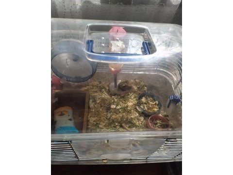 5 aylık erkek hamster