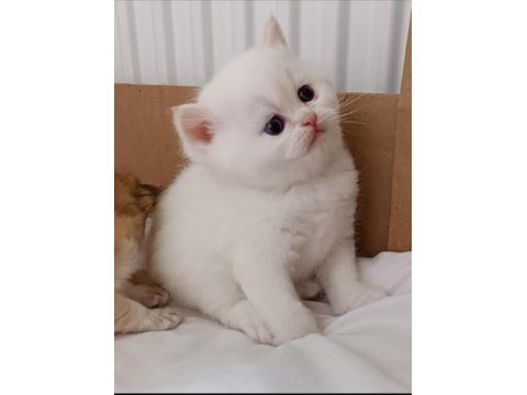 British shorthair red point erkek