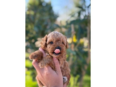 Maltipoo yavru