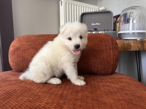 Safkan erkek samoyed yavrumuz