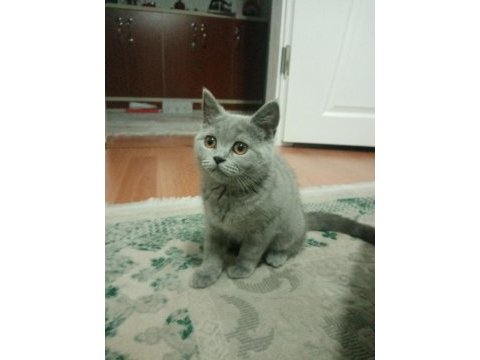 Satılık yavru british shorthair