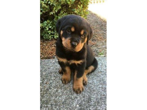 Macar kafa tosun gibi rottweiler yavrularımız