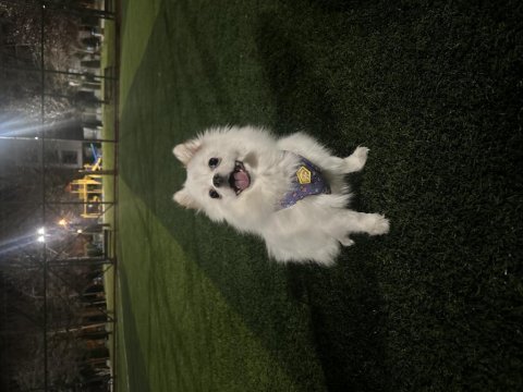 Pomeranian boo köpeğim