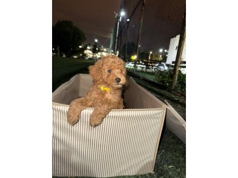 Toy poodle yavrularımız hazırdır