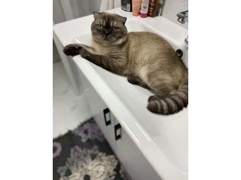 Scottish fold paskalımı sahiplendirmek istiyorum