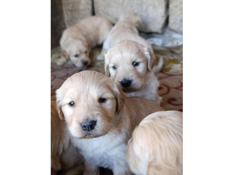 Orjinal safkan golden retriever bebekler